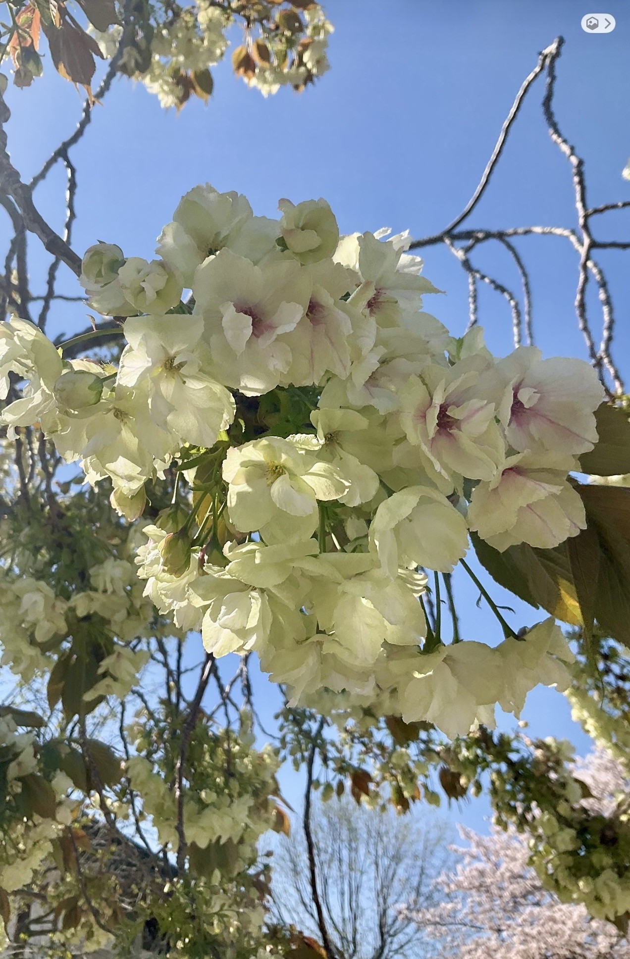 ４月８日　撮影